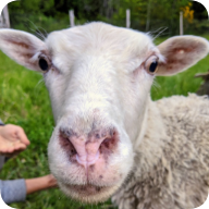 Sheep Logo